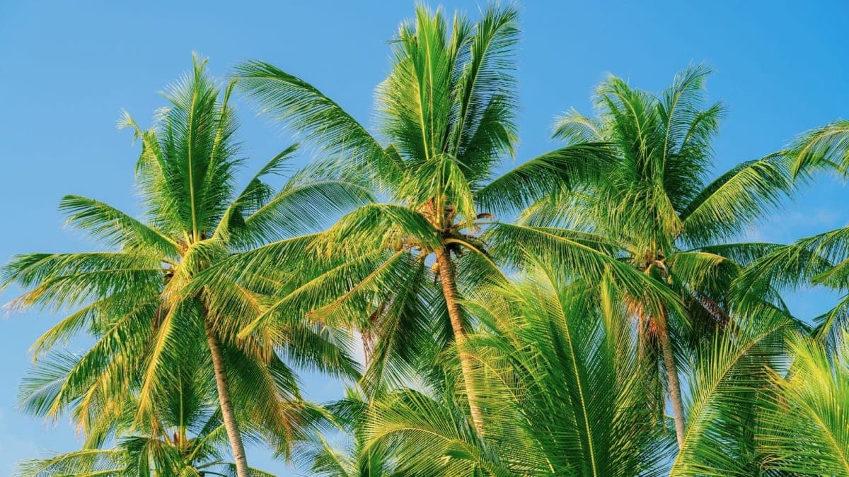 Why the Coconut Tree is Our "Kapruka"